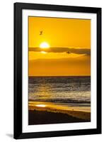 Blue-Footed Boobies (Sula Nebouxii) Plunge-Diving for Small Fish at Sunset Off Rabida Island-Michael Nolan-Framed Photographic Print