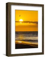 Blue-Footed Boobies (Sula Nebouxii) Plunge-Diving for Small Fish at Sunset Off Rabida Island-Michael Nolan-Framed Photographic Print