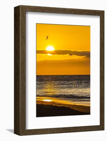 Blue-Footed Boobies (Sula Nebouxii) Plunge-Diving for Small Fish at Sunset Off Rabida Island-Michael Nolan-Framed Photographic Print