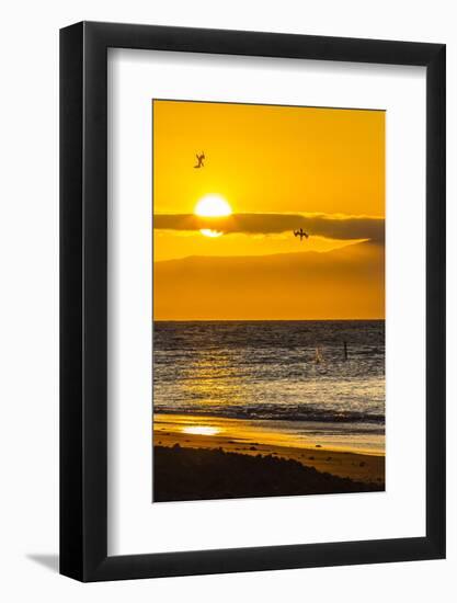 Blue-Footed Boobies (Sula Nebouxii) Plunge-Diving for Small Fish at Sunset Off Rabida Island-Michael Nolan-Framed Photographic Print