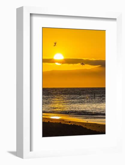 Blue-Footed Boobies (Sula Nebouxii) Plunge-Diving for Small Fish at Sunset Off Rabida Island-Michael Nolan-Framed Photographic Print