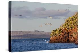 Blue-Footed Boobies (Sula Nebouxii) Plunge-Diving for Small Fish Off Rabida Island-Michael Nolan-Stretched Canvas