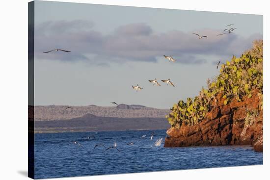 Blue-Footed Boobies (Sula Nebouxii) Plunge-Diving for Small Fish Off Rabida Island-Michael Nolan-Stretched Canvas