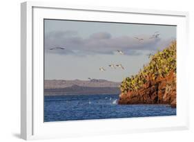 Blue-Footed Boobies (Sula Nebouxii) Plunge-Diving for Small Fish Off Rabida Island-Michael Nolan-Framed Photographic Print