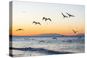 Blue-Footed Boobies (Sula Nebouxii) Plunge-Diving for Small Fish Off Rabida Island-Michael Nolan-Stretched Canvas