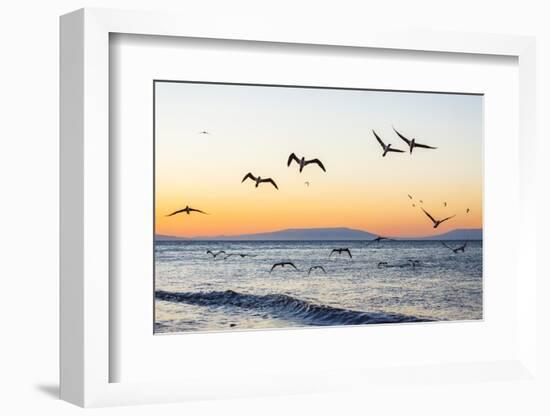 Blue-Footed Boobies (Sula Nebouxii) Plunge-Diving for Small Fish Off Rabida Island-Michael Nolan-Framed Photographic Print