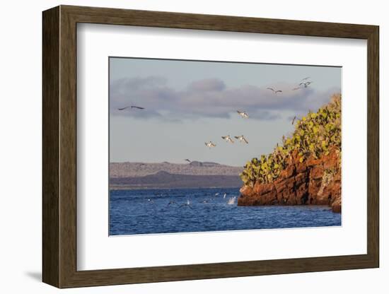 Blue-Footed Boobies (Sula Nebouxii) Plunge-Diving for Small Fish Off Rabida Island-Michael Nolan-Framed Photographic Print