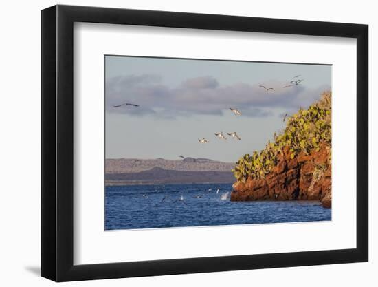 Blue-Footed Boobies (Sula Nebouxii) Plunge-Diving for Small Fish Off Rabida Island-Michael Nolan-Framed Photographic Print