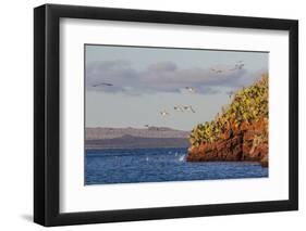 Blue-Footed Boobies (Sula Nebouxii) Plunge-Diving for Small Fish Off Rabida Island-Michael Nolan-Framed Photographic Print