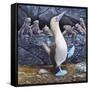 Blue Footed Boobies-Harro Maass-Framed Stretched Canvas
