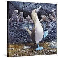 Blue Footed Boobies-Harro Maass-Stretched Canvas