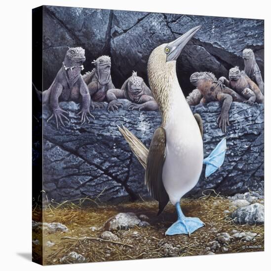 Blue Footed Boobies-Harro Maass-Stretched Canvas