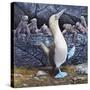 Blue Footed Boobies-Harro Maass-Stretched Canvas