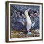 Blue Footed Boobies-Harro Maass-Framed Giclee Print