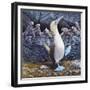 Blue Footed Boobies-Harro Maass-Framed Giclee Print