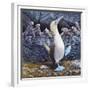 Blue Footed Boobies-Harro Maass-Framed Giclee Print