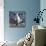 Blue Footed Boobies-Harro Maass-Giclee Print displayed on a wall