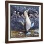 Blue Footed Boobies-Harro Maass-Framed Giclee Print