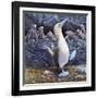 Blue Footed Boobies-Harro Maass-Framed Giclee Print