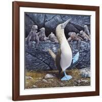 Blue Footed Boobies-Harro Maass-Framed Giclee Print