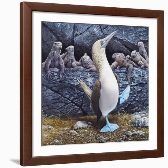 Blue Footed Boobies-Harro Maass-Framed Giclee Print