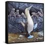 Blue Footed Boobies-Harro Maass-Framed Stretched Canvas