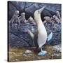 Blue Footed Boobies-Harro Maass-Stretched Canvas