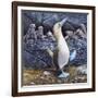 Blue Footed Boobies-Harro Maass-Framed Giclee Print