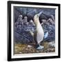 Blue Footed Boobies-Harro Maass-Framed Giclee Print