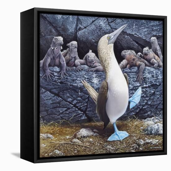 Blue Footed Boobies-Harro Maass-Framed Stretched Canvas