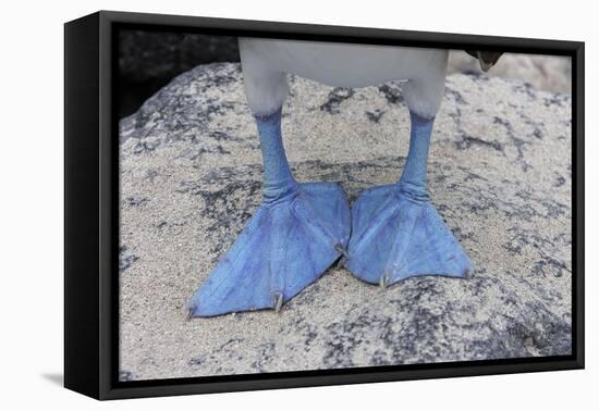 Blue-Footed Booby Close-Up of Feed-null-Framed Stretched Canvas