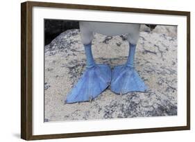 Blue-Footed Booby Close-Up of Feed-null-Framed Photographic Print