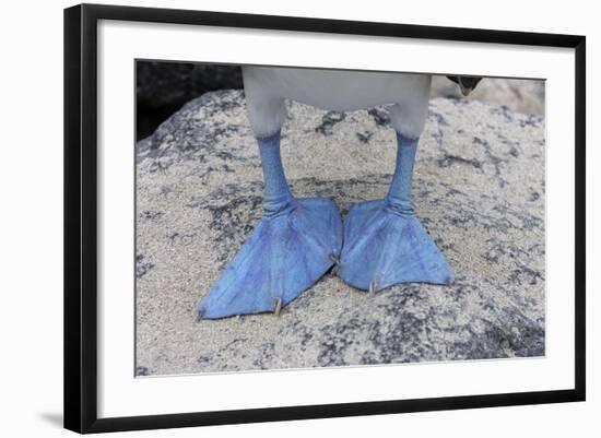 Blue-Footed Booby Close-Up of Feed-null-Framed Photographic Print