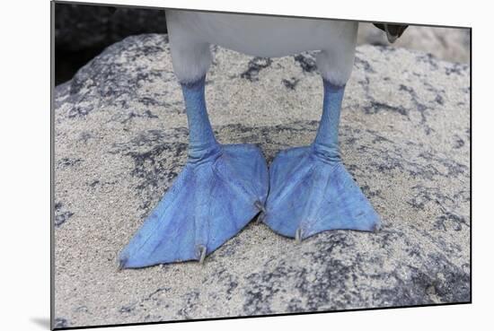 Blue-Footed Booby Close-Up of Feed-null-Mounted Photographic Print