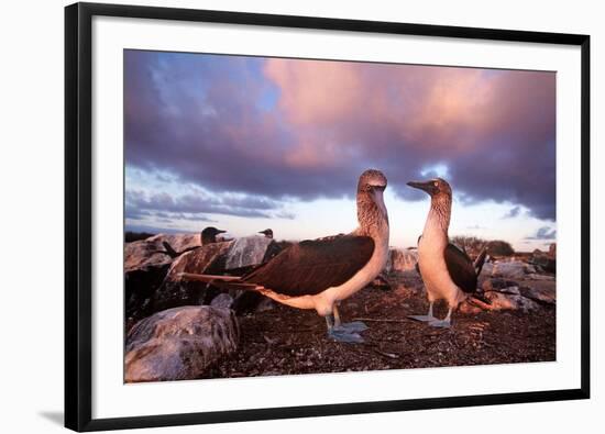 Blue-Footed Booby Courtship Display at Sunset-null-Framed Photographic Print