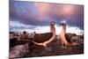 Blue-Footed Booby Courtship Display at Sunset-null-Mounted Photographic Print