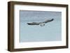 Blue-footed booby diving for fish, San Cristobal Island, Galapagos Islands, Ecuador-Adam Jones-Framed Photographic Print