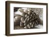 Blue-footed booby feather pattern, Ecuador, Floreana Island, Galapagos Isalnds.-Adam Jones-Framed Photographic Print