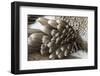 Blue-footed booby feather pattern, Ecuador, Floreana Island, Galapagos Isalnds.-Adam Jones-Framed Photographic Print