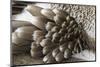 Blue-footed booby feather pattern, Ecuador, Floreana Island, Galapagos Isalnds.-Adam Jones-Mounted Photographic Print