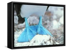 Blue-footed Booby Feet-Peter Scoones-Framed Stretched Canvas