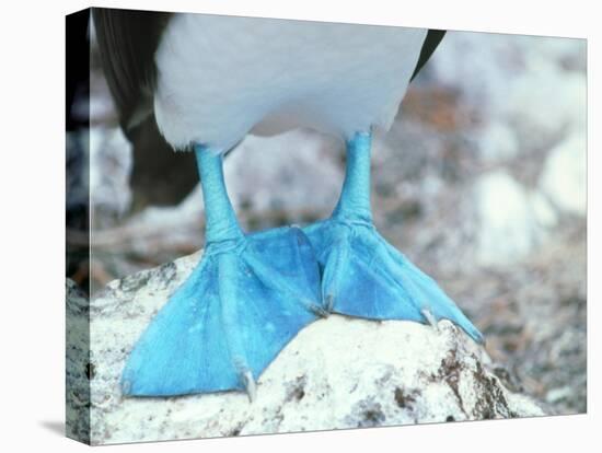 Blue-footed Booby Feet-Peter Scoones-Stretched Canvas