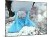 Blue-footed Booby Feet-Peter Scoones-Mounted Photographic Print