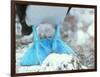 Blue-footed Booby Feet-Peter Scoones-Framed Photographic Print