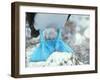 Blue-footed Booby Feet-Peter Scoones-Framed Photographic Print