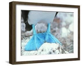 Blue-footed Booby Feet-Peter Scoones-Framed Photographic Print