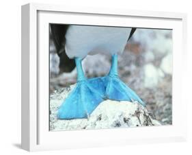 Blue-footed Booby Feet-Peter Scoones-Framed Photographic Print