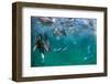 Blue-footed booby fishing, Santa Cruz Island, Galapagos-Tui De Roy-Framed Photographic Print