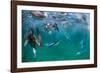 Blue-footed booby fishing, Santa Cruz Island, Galapagos-Tui De Roy-Framed Photographic Print