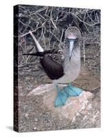 Blue Footed Booby, Galapagos Islands, Ecuador, South America-Sassoon Sybil-Stretched Canvas